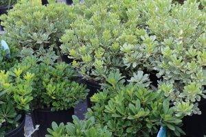 Japanese Pittosporum