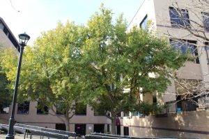 Moterrey Oak