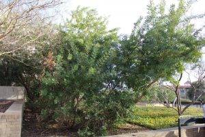 Evergreen Sumac