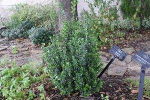 Boxwood