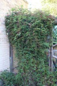 Pink Jasmine