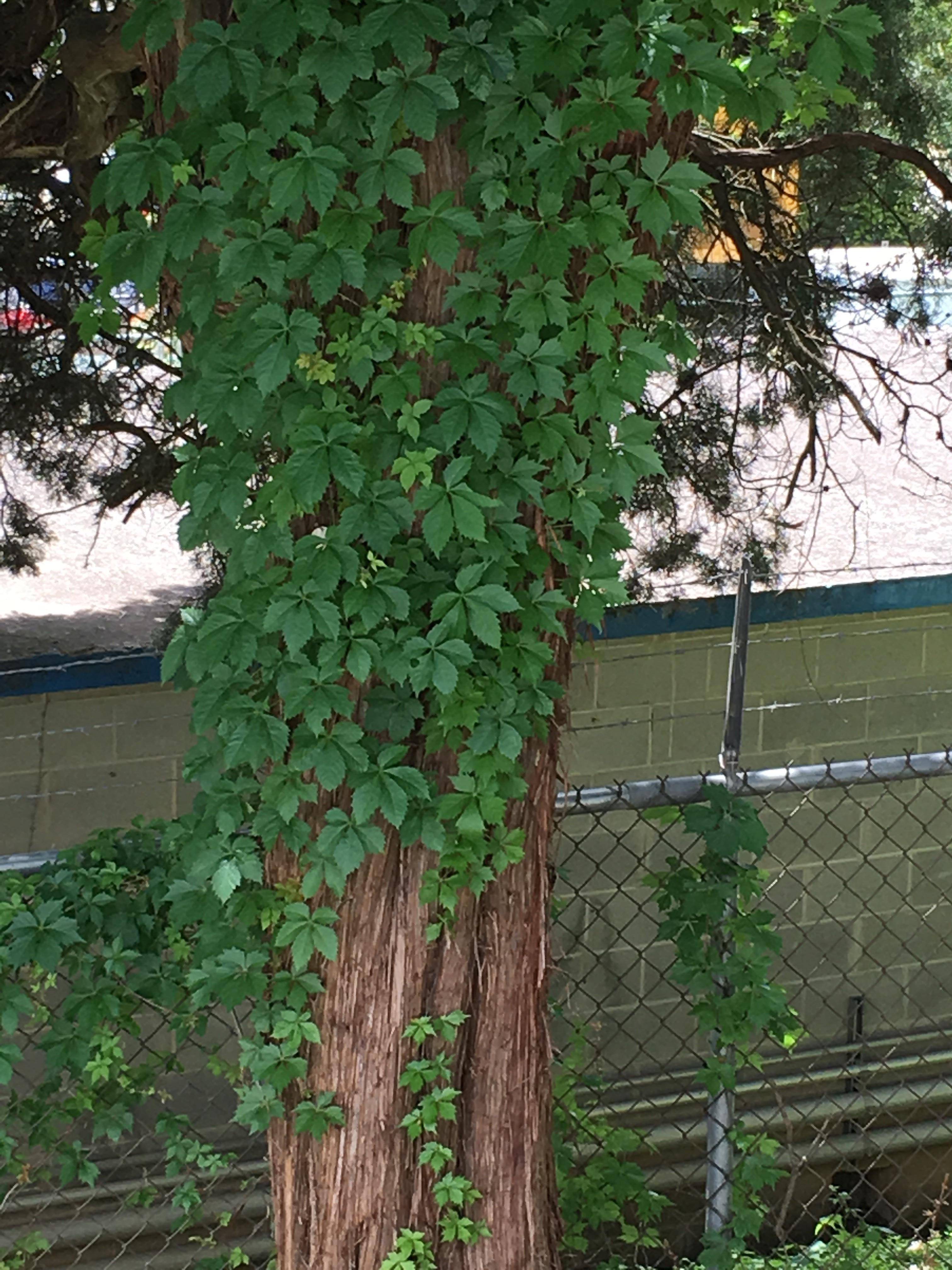 Virginia Creeper