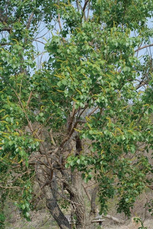Chinese Tallow Tree
