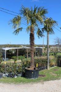 Chinese Windmill Palm