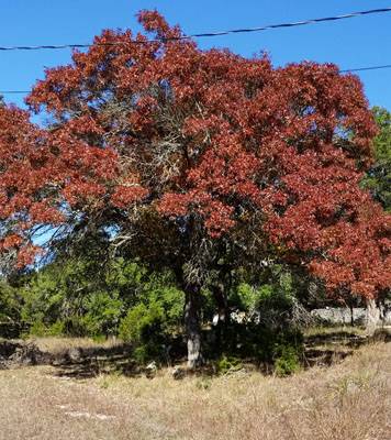 Texas Red Oak