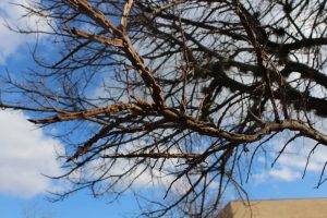 Winged Elm