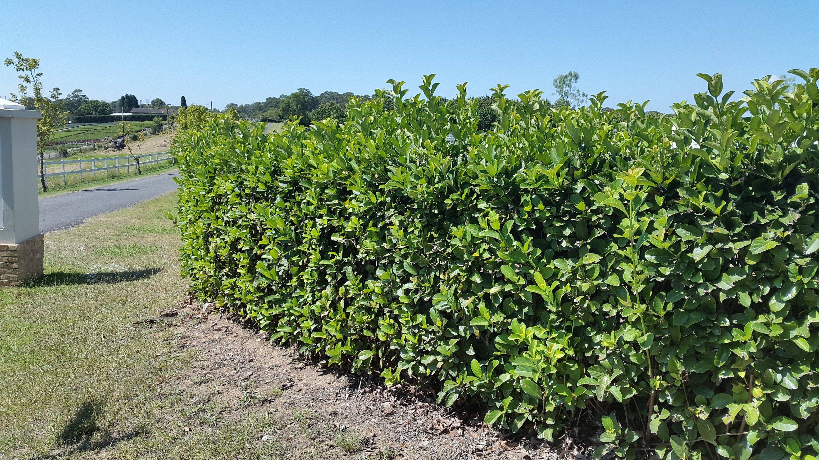 Sweet Viburnum