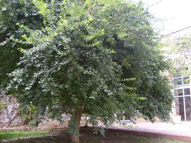 Sandpaper Tree
