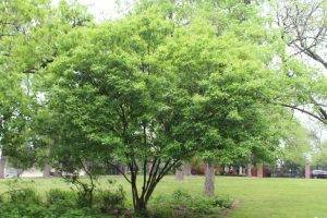 Mexican Buckeye