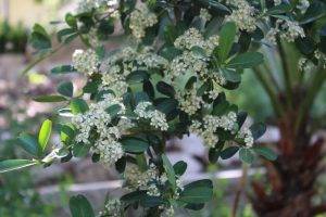 Firethorn