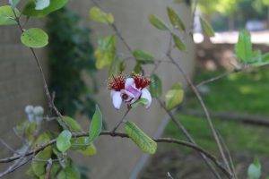 Pineapple Guava