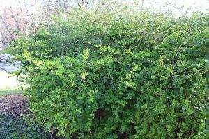 Winter Honeysuckle