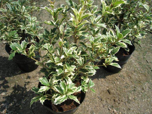 False Holly