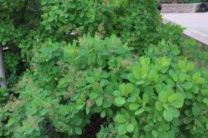 Smoketree
