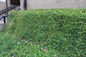 Asian Jasmine