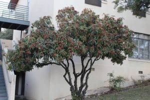 Chinese Photinia