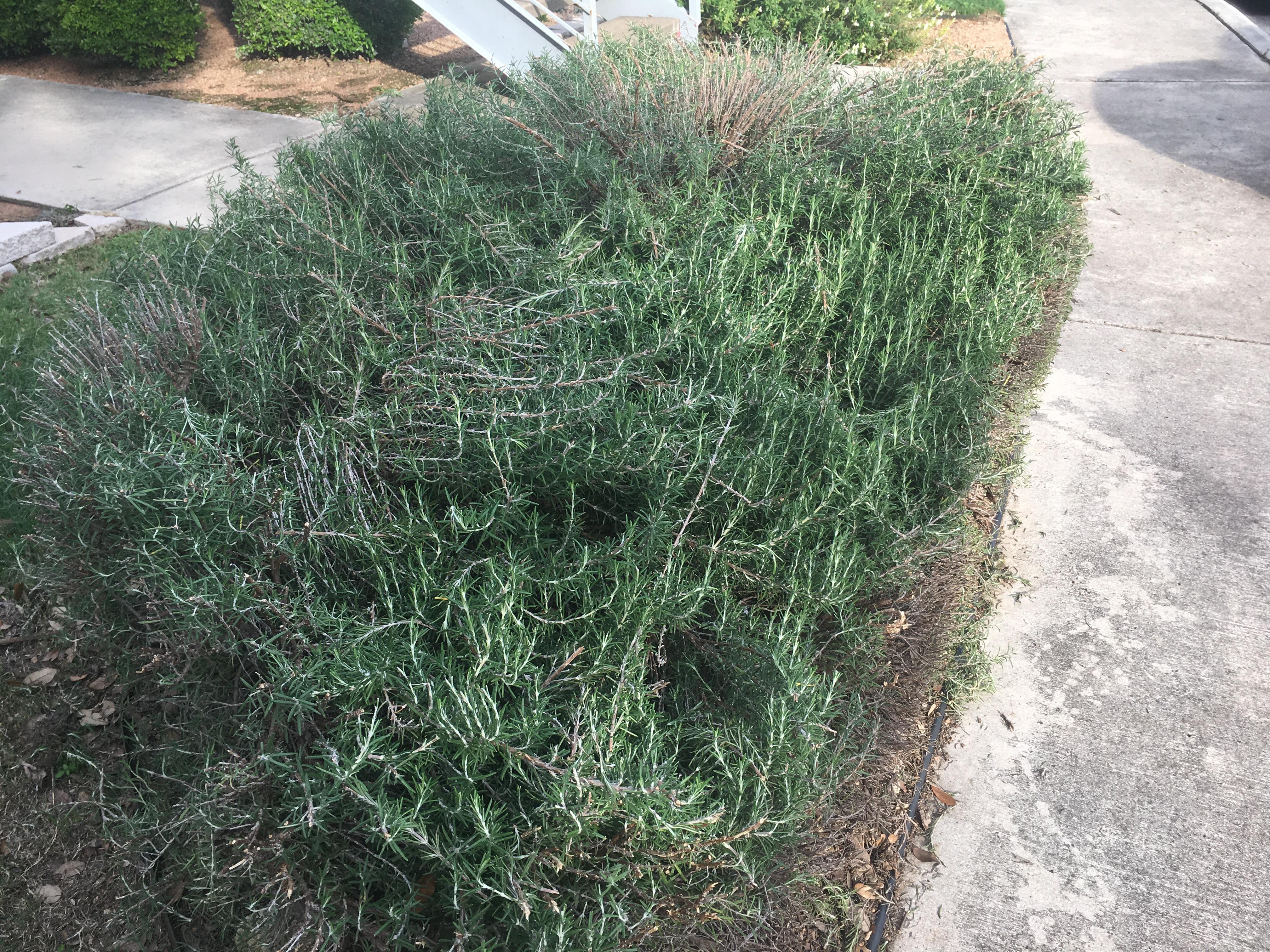 Rosemary