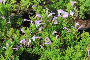 Mexican Oregano
