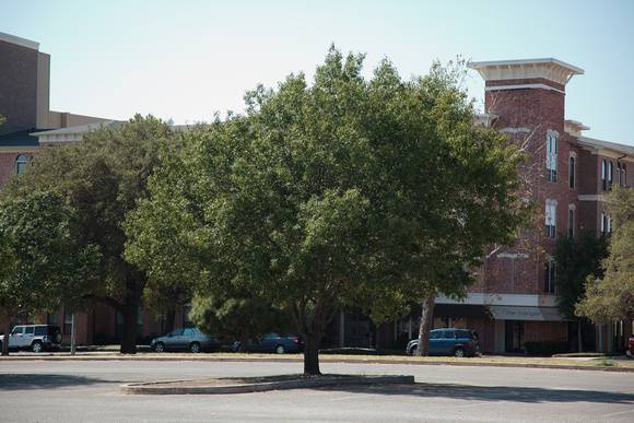 Canby Oak