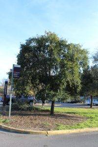Escarpment Live Oak